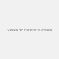 Osteopontin Recombinant Protein
